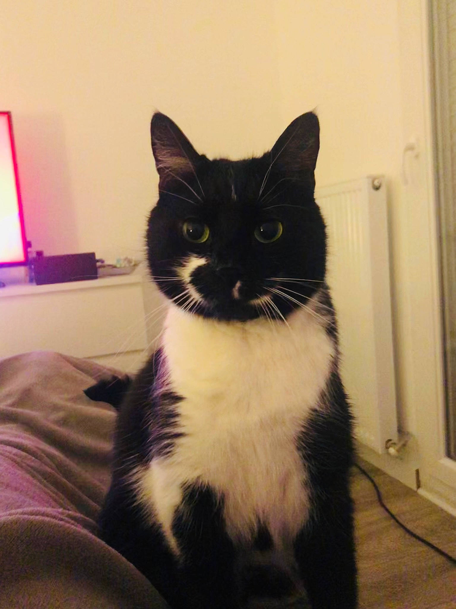 Chachou participe au concours pour gagner de l'argent avec cette photo : black_cat, box, cardboard, carnivore, cat, comfort, domestic_short_haired_cat, door, felidae, flooring, formal_wear, fur, monochrome_photography, paw, sitting, small_to_medium_sized_cats, snout, tail, whiskers, window