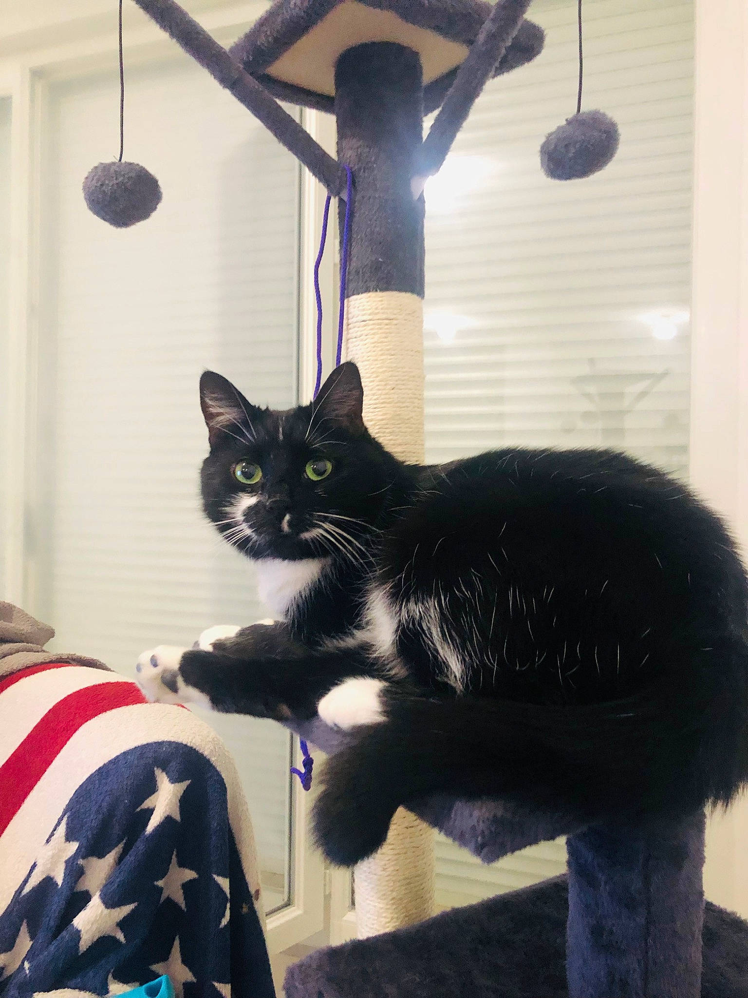 Chachou participe au concours pour gagner de l'argent avec cette photo : black_cat, bombay, carnivore, cat, ceiling, comfort, domestic_short_haired_cat, felidae, fur, grey, lamp, lampshade, light, light_fixture, linens, pattern, room, small_to_medium_sized_cats, tail, whiskers