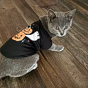 Zorro joined the competition — help win amazing prizes! cat, kitten, gray_cat, halloween, costume, shirt, pumpkin, ghost, wooden_floor, pet, animal, cute, indoor, looking_away, fur, small, domestic_cat, young_cat, curious, sitting