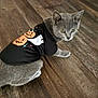 cat, kitten, gray_cat, halloween, costume, shirt, pumpkin, ghost, wooden_floor, pet, animal, cute, indoor, looking_away, fur, small, domestic_cat, young_cat, curious, sitting