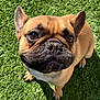 animal, brown, canine, close_up, companion, cute, daylight, dog, ears, face, french_bulldog, friendly, fur, grass, looking_up, nature, outdoor, pet, portrait, snout