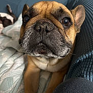 Boomer joined the competition — help win amazing prizes! animal, black_nose, blanket, brown, close_up, companion, couch, cozy, curious, dog, ears, french_bulldog, home, indoor, pet, portrait, resting, sleeping_dog, texture, wrinkles