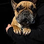 Boomer joined the competition — help win amazing prizes! animal, black_background, brown, close_up, companion, cute, dog, domestic_animal, expression, face, french_bulldog, friendship, holding, indoor, mammal, paws, person, pet, portrait, wrinkles