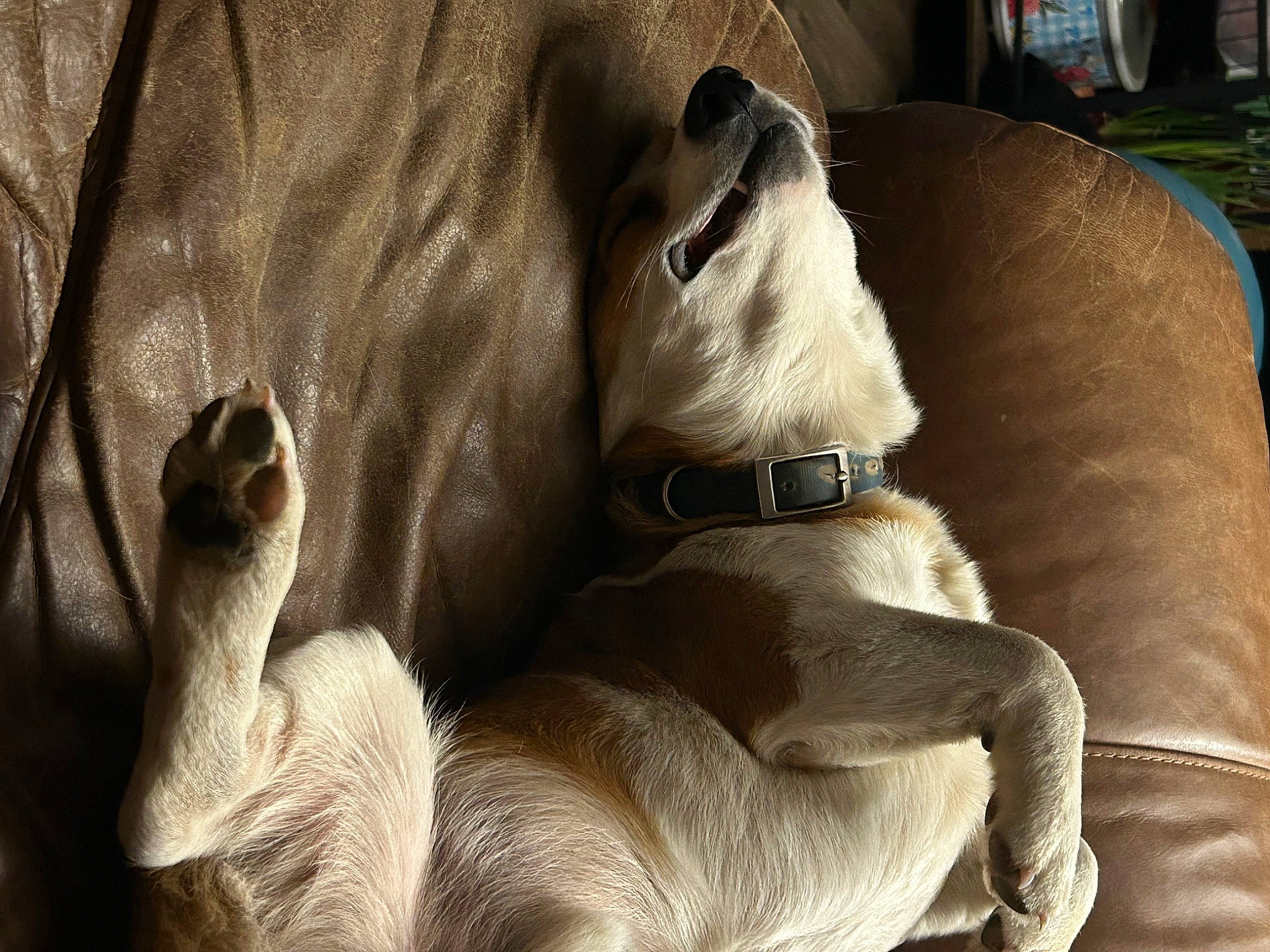 Ryder joined the competition — help win amazing prizes! canidae, carnivore, collar, comfort, companion_dog, dog, dog_breed, dog_collar, ear, fawn, fur, guard_dog, leash, liver, paw, pet_supply, snout, terrestrial_animal, whiskers, working_animal