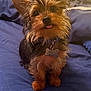 Oliver is registered to the contest to win money with this photo: dog, small_dog, pet, cute, tongue_out, fur, collar, indoor, bed, blue_bedspread, fur_texture, ears, animal, looking_up, curious, scruffy, adorable, household, resting, companion