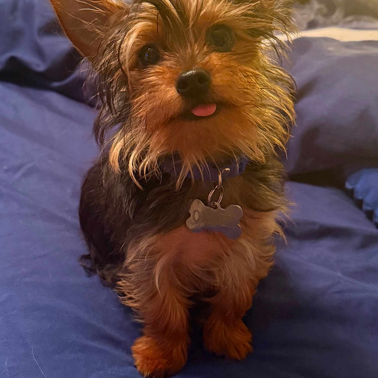 Oliver is registered to the contest to win money with this photo: adorable, animal, bed, blue_bedspread, collar, companion, curious, cute, dog, ears, fur, fur_texture, household, indoor, looking_up, pet, resting, scruffy, small_dog, tongue_out