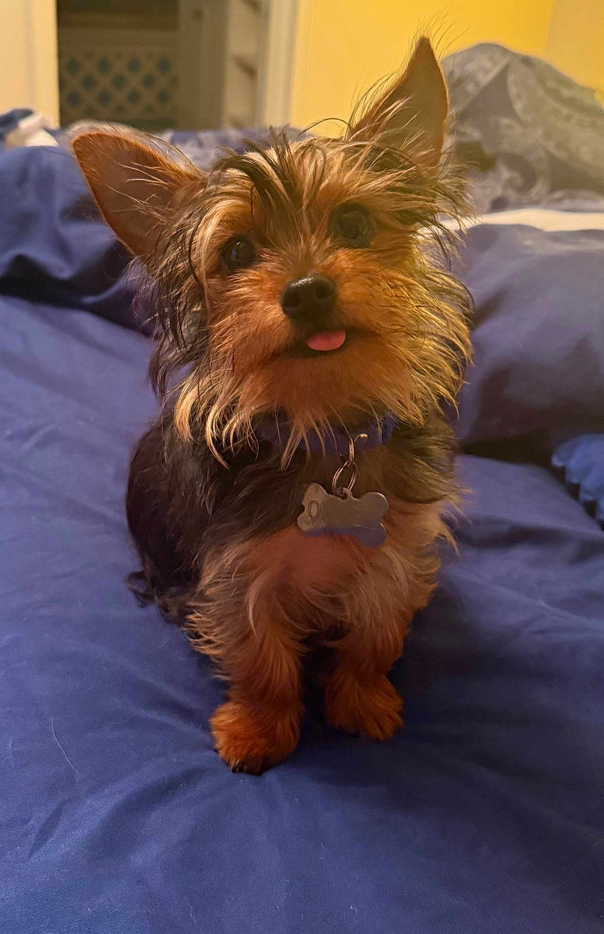 Oliver is registered to the contest to win money with this photo: dog, small_dog, pet, cute, tongue_out, fur, collar, indoor, bed, blue_bedspread, fur_texture, ears, animal, looking_up, curious, scruffy, adorable, household, resting, companion