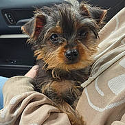 Oliver joined the competition — help win amazing prizes! dog, puppy, small_dog, scruffy_fur, close_up, pet, animal, cute, indoors, car_interior, person_holding_dog, hands, fur, ears, eyes, nose, snout, looking_at_camera, warm_clothing, beige