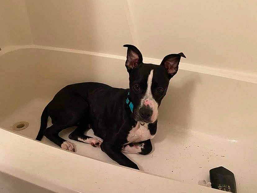 Bella is registered to the contest to win money with this photo: bathroom, bathtub, boston_terrier, canidae, carnivore, comfort, companion_dog, dog, dog_breed, eye, fawn, flooring, fluid, non_sporting_group, pet_supply, puppy, snout, sporting_group, toy_dog, working_animal