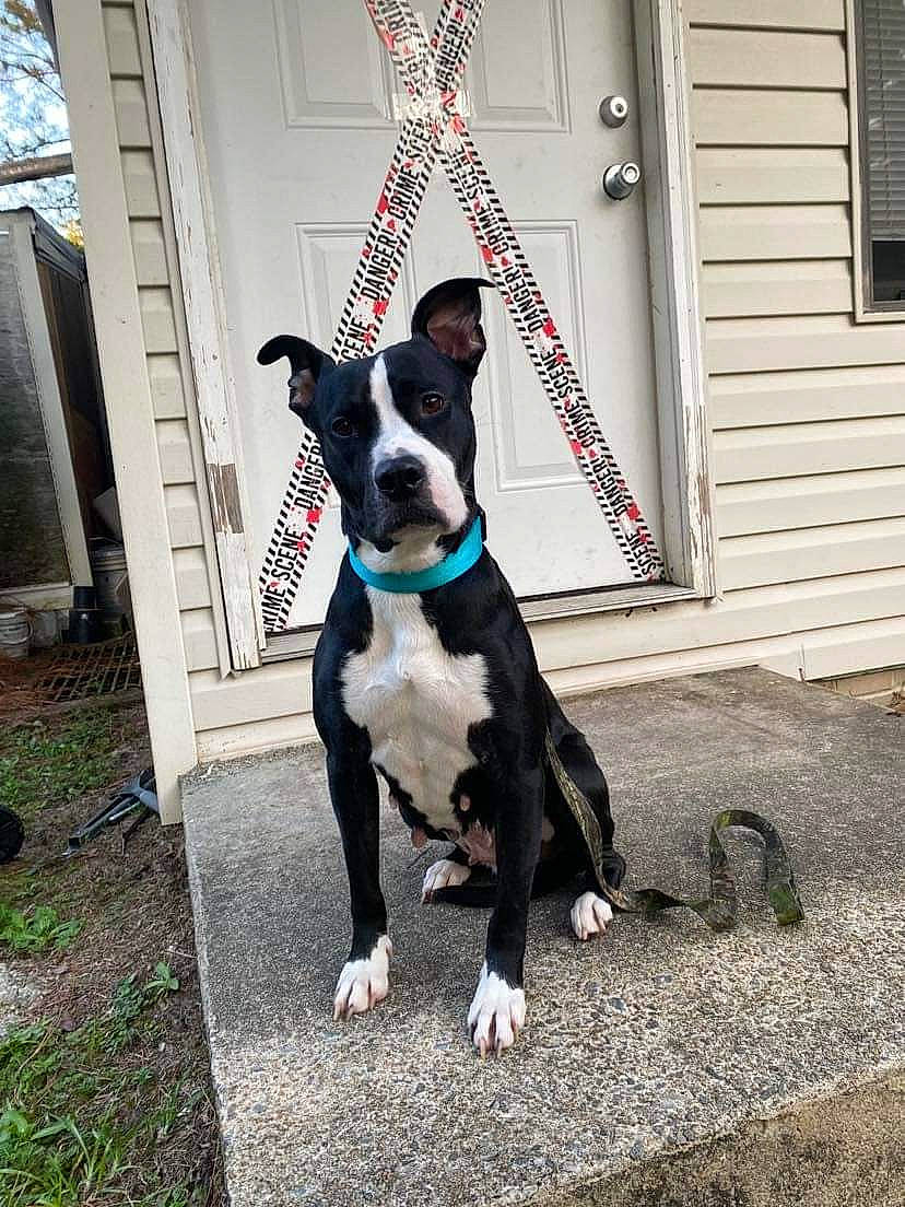 Bella joined the competition — help win amazing prizes! boston_terrier, canidae, carnivore, collar, companion_dog, dog, dog_breed, dog_collar, dog_supply, door, fawn, formal_wear, leash, plant, snout, sporting_group, tail, whiskers, window, working_animal