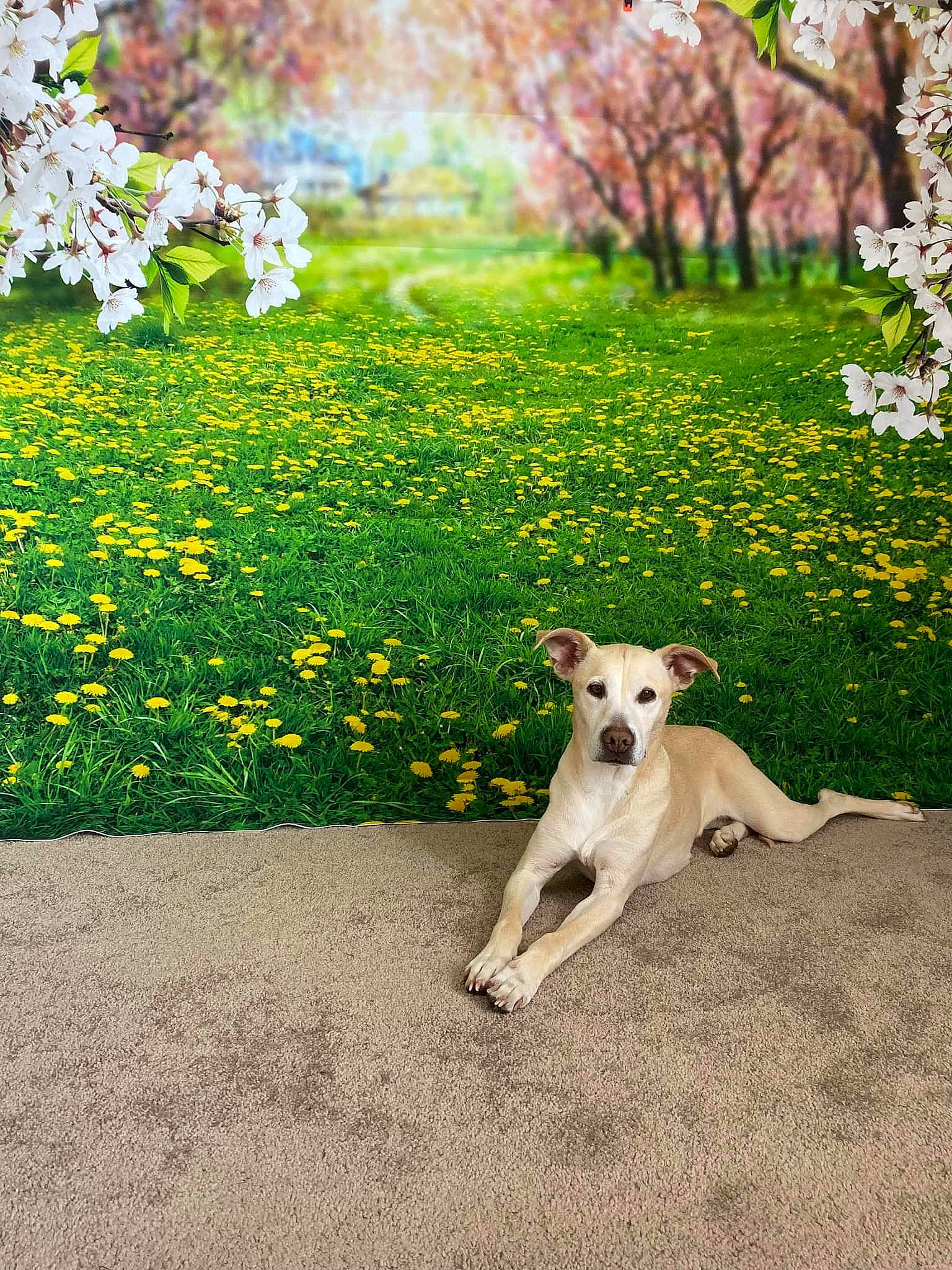 Sunshine is registered to the contest to win money with this photo: carnivore, companion_dog, dog, dog_breed, fawn, flower, grass, groundcover, landscape, lawn, meadow, natural_landscape, people_in_nature, petal, plant, shrub, sporting_group, tail, tree, working_animal