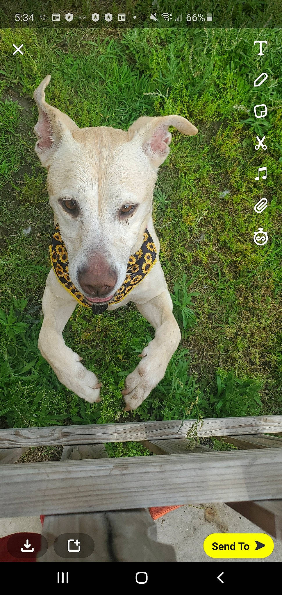 Sunshine joined the competition — help win amazing prizes! canidae, carnivore, collar, companion_dog, dog, dog_breed, dog_collar, dog_supply, fawn, grass, non_sporting_group, plant, rectangle, sporting_group, tail, terrestrial_animal, terrestrial_plant, terrier, whiskers, working_animal