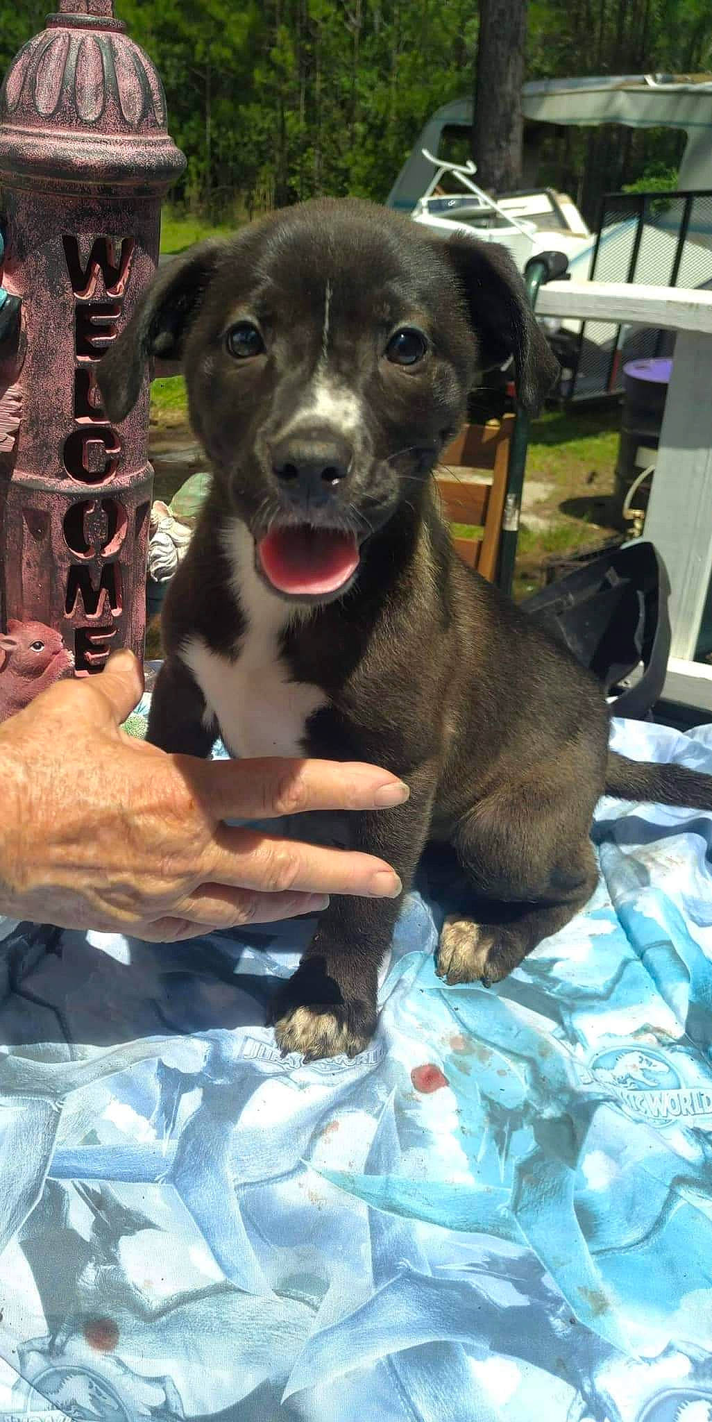 Areana joined the competition — help win amazing prizes! borador, canidae, carnivore, collar, companion_dog, dog, dog_breed, dog_collar, fawn, fur, hunting_dog, non_sporting_group, plant, puppy, snout, sporting_group, terrestrial_animal, whiskers, working_animal, working_dog