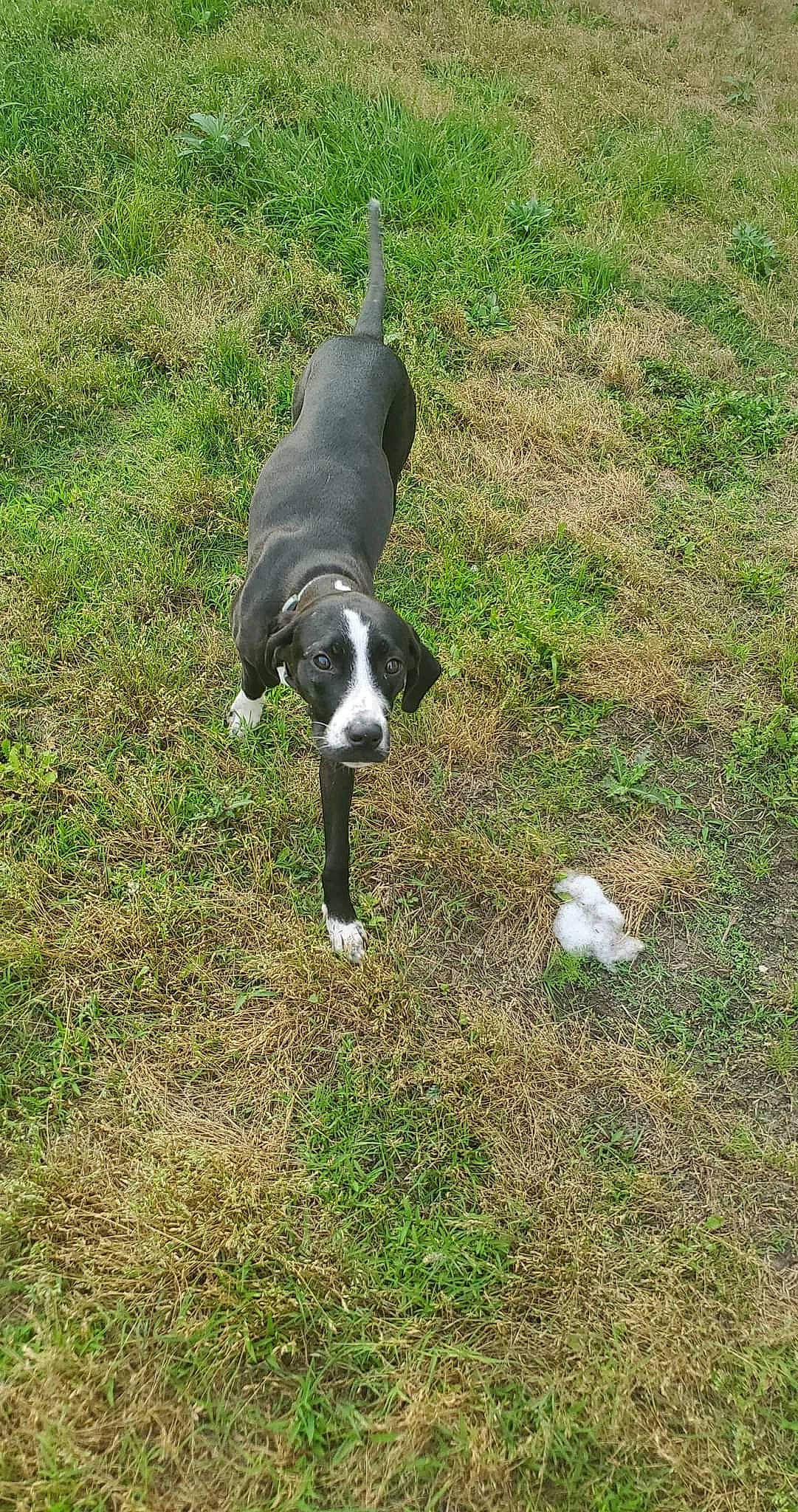 Princess joined the competition — help win amazing prizes! canidae, carnivore, companion_dog, dog, dog_breed, dog_collar, dog_supply, grass, gun_dog, hunting_dog, non_sporting_group, plant, sporting_group, tail, terrestrial_animal, working_animal, working_dog