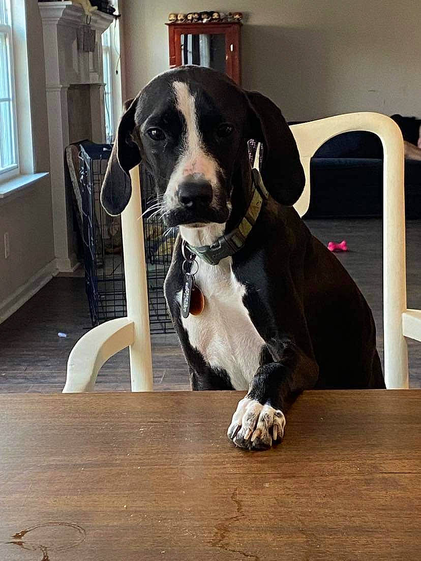 Princess joined the competition — help win amazing prizes! ball, carnivore, chair, collar, comfort, companion_dog, dog, dog_breed, dog_collar, dog_supply, fawn, floor, flooring, hardwood, pet_supply, snout, table, window, wood, working_animal