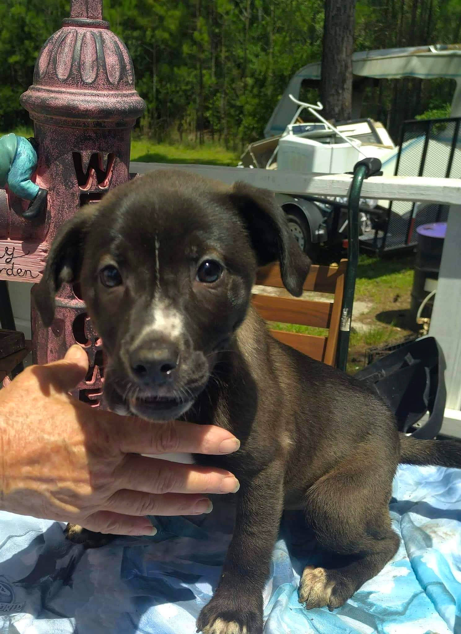 Demetria is registered to the contest to win money with this photo: art, canidae, carnivore, companion_dog, dog, dog_breed, dog_collar, fawn, gun_dog, leisure, liver, metal, plant, sculpture, snout, sporting_group, statue, tree, whiskers, working_animal