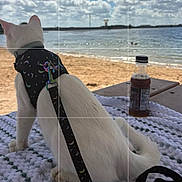 Winter is registered to the contest to win money with this photo: animal, beach, blanket, bottle, cat, clouds, daytime, harness, leash, leisure, nature, outdoor, pet, picnic_table, relaxing, sand, scenic, sky, water, white_cat