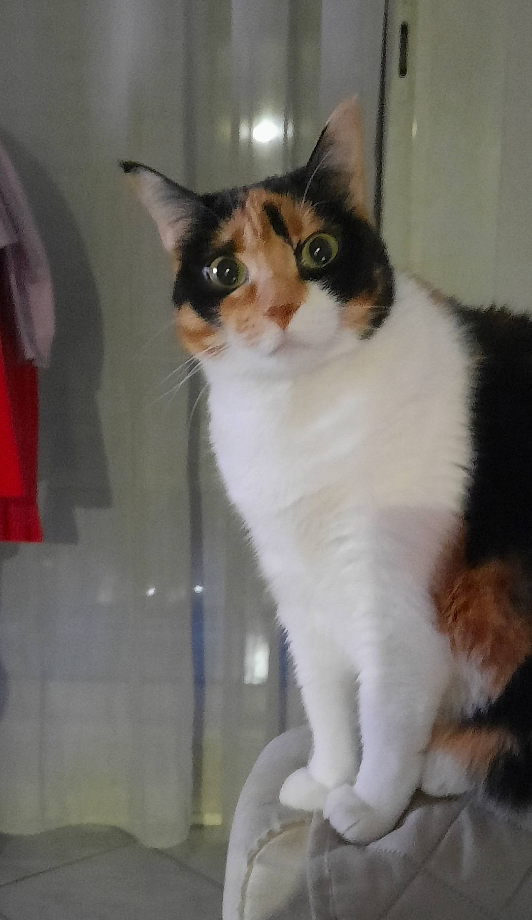 Chatouille participe au concours pour gagner de l'argent avec cette photo : box, carnivore, cat, cat_furniture, cat_supply, domestic_short_haired_cat, eye, fawn, felidae, fur, head, iris, paw, pet_supply, sitting, small_to_medium_sized_cats, snout, tail, whiskers, window