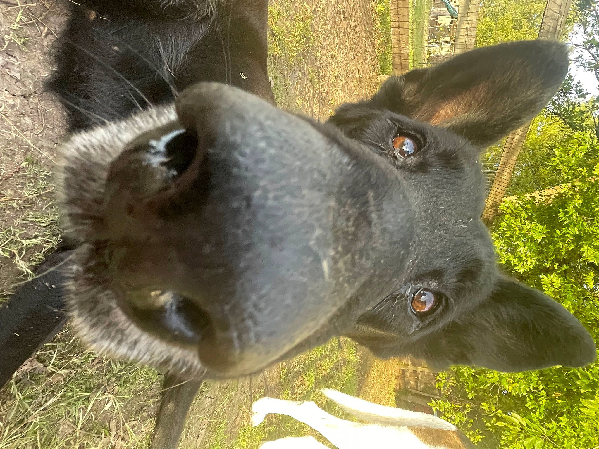 Roscoe is registered to the contest to win money with this photo: canidae, dog_breed, ear, fawn, fur, grass, natural_material, snout, terrestrial_animal, tree, whiskers, wildlife, working_animal