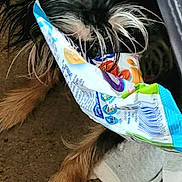 Isis Durand is registered to the contest to win money with this photo: canidae, carnivore, companion_dog, dog, dog_breed, dog_clothes, dog_collar, dog_supply, electric_blue, fashion_accessory, feather, fictional_character, fur, liver, small_terrier, sporting_group, tail, terrier, textile, toy_dog