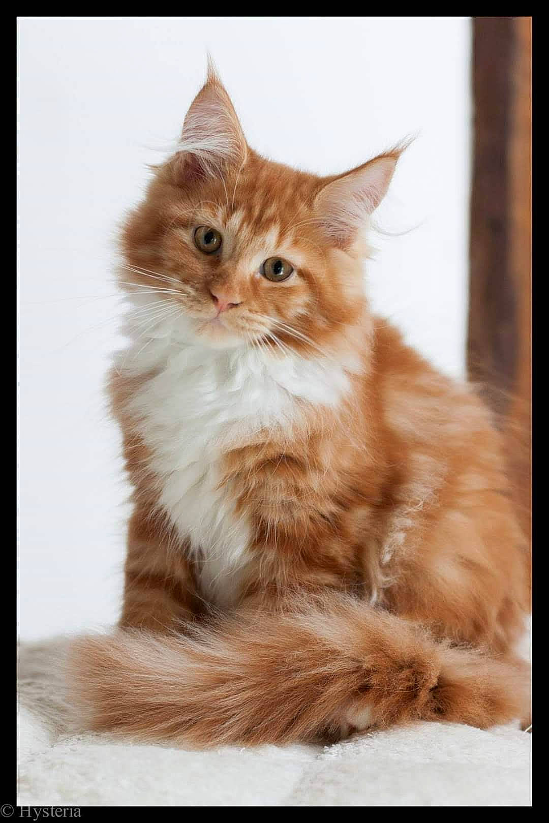 Irish participe au concours pour gagner de l'argent avec cette photo : british_longhair, carnivore, cat, fawn, felidae, fur, paw, rectangle, small_to_medium_sized_cats, snout, tail, terrestrial_animal, whiskers, wildlife, window, wood