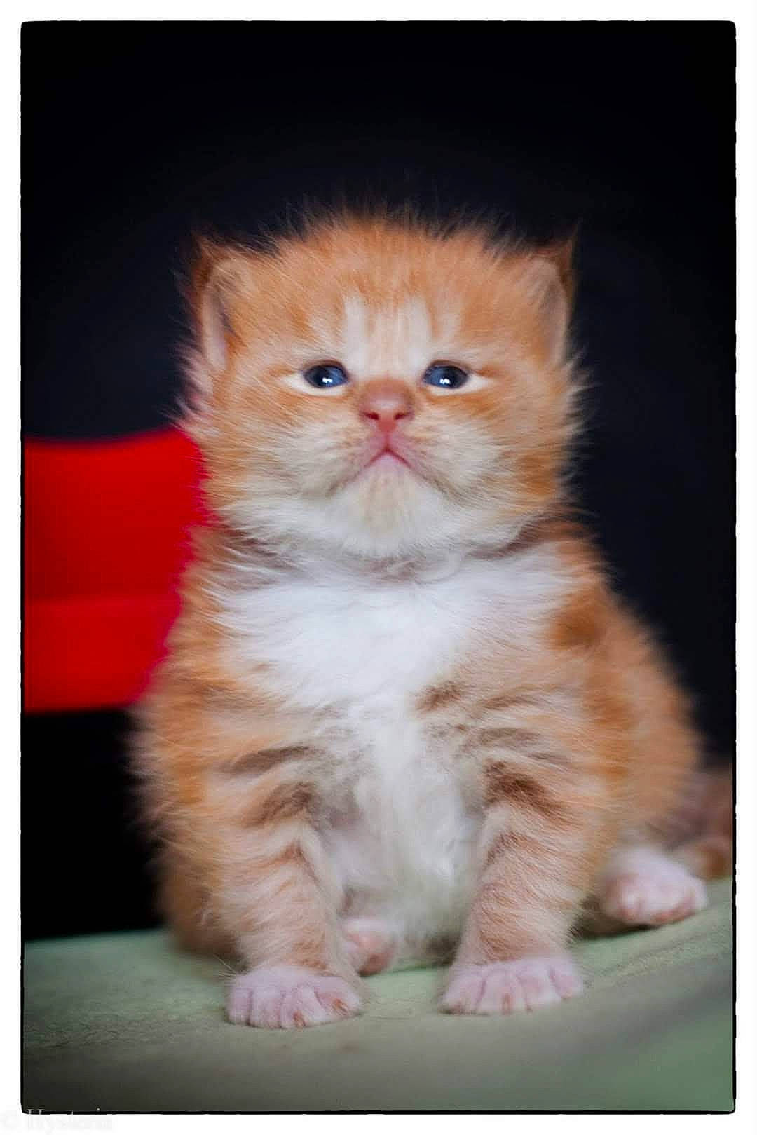 Irish participe au concours pour gagner de l'argent avec cette photo : art, carnivore, cat, fawn, felidae, fur, paw, peach, photo_caption, rectangle, sitting, small_to_medium_sized_cats, snout, symmetry, tail, terrestrial_animal, whiskers