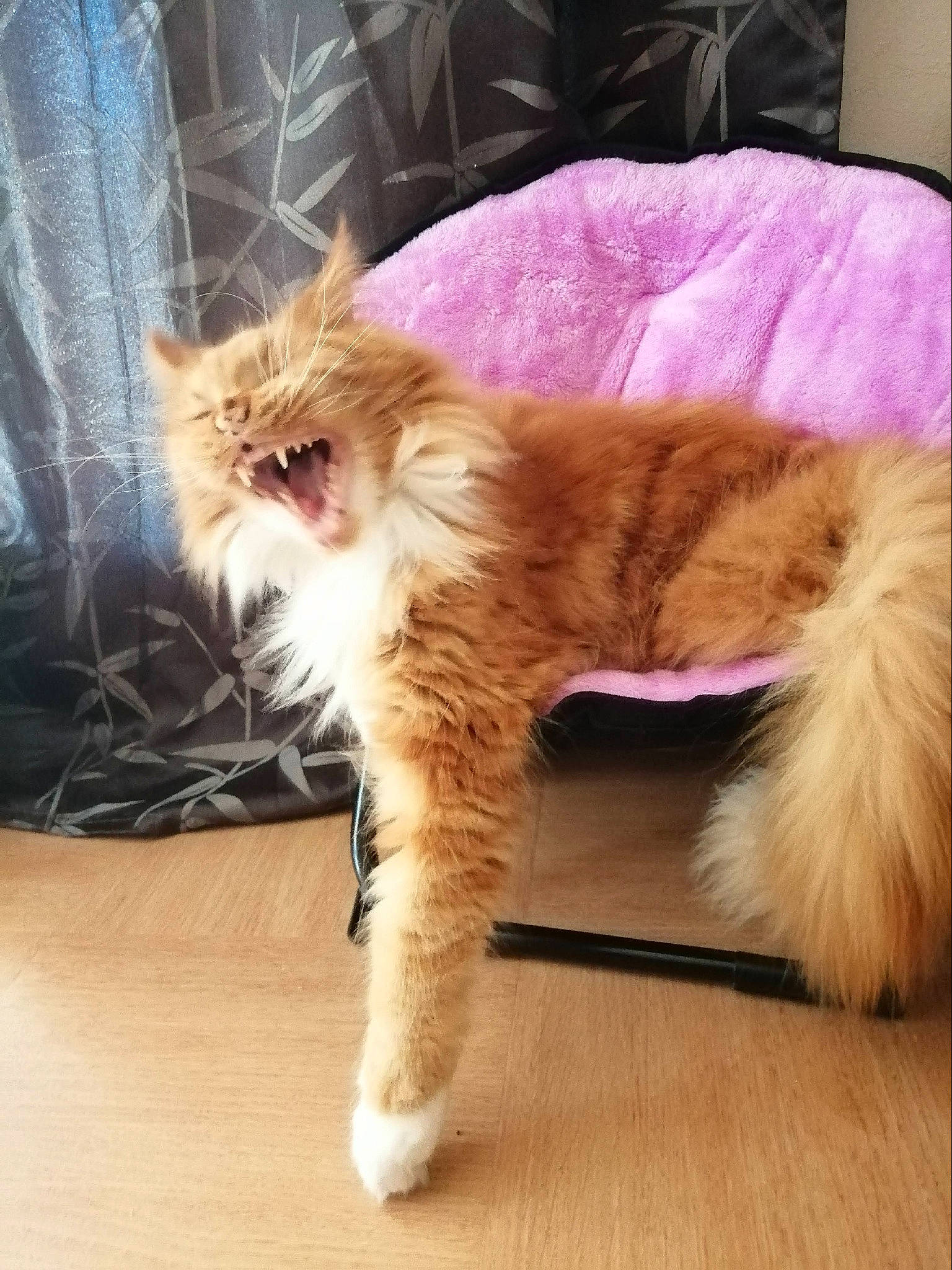 Irish participe au concours pour gagner de l'argent avec cette photo : canidae, carnivore, cat, claw, companion_dog, dog_breed, fawn, felidae, floor, flooring, foot, fur, hardwood, paw, small_to_medium_sized_cats, snout, tail, terrestrial_animal, whiskers, wood