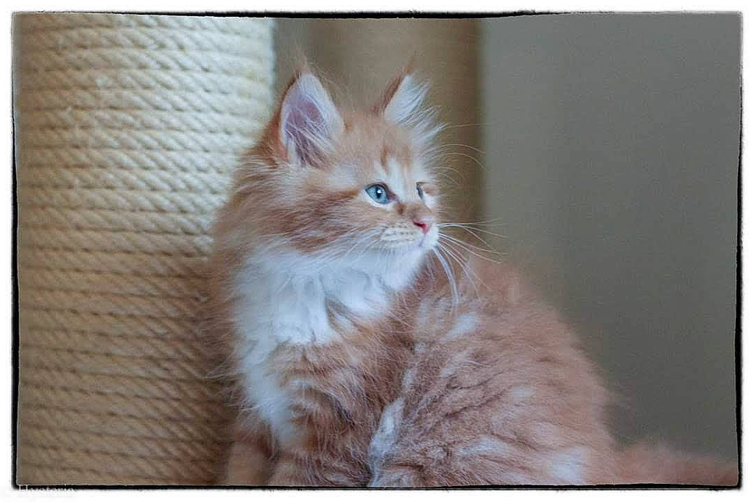 Irish a rejoint le concours — aidez-le/la à gagner de superbes lots ! british_longhair, carnivore, cat, claw, domestic_short_haired_cat, fawn, felidae, fur, paw, peach, rectangle, small_to_medium_sized_cats, tail, terrestrial_animal, whiskers, window, wood