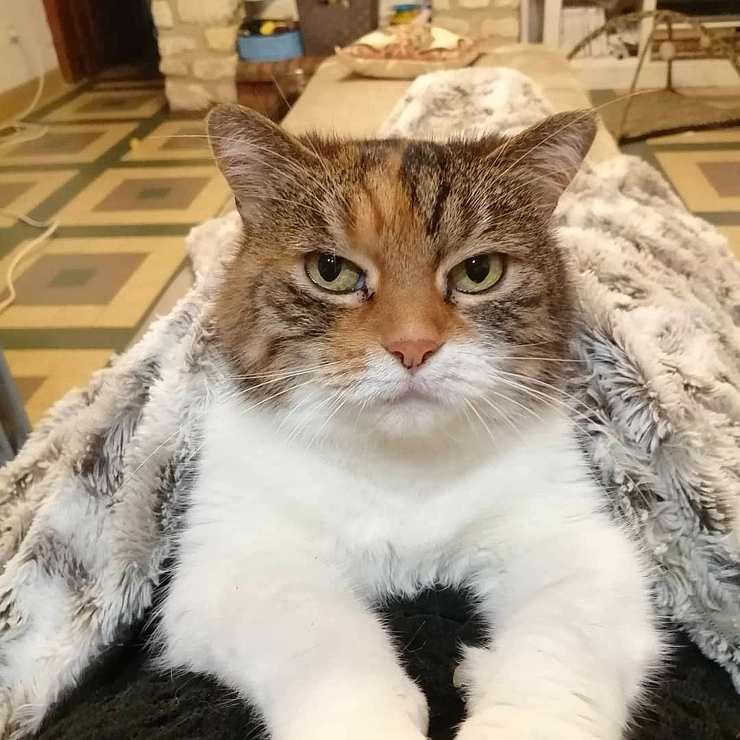 Pitchoun participe au concours pour gagner de l'argent avec cette photo : cabinetry, carnivore, cat, claw, domestic_short_haired_cat, felidae, fur, paw, sitting, small_to_medium_sized_cats, snout, tail, terrestrial_animal, tree, whiskers, window, wood