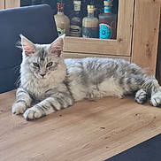 Bonnie participe au concours pour gagner de l'argent avec cette photo : cat, silver_tabby, feline, pet, animal, indoor, wooden_table, cabinet, bottle, fur, relaxed, lying_down, ears, whiskers, face, paws, home, domestic, cute, portrait