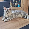 cat, silver_tabby, feline, pet, animal, indoor, wooden_table, cabinet, bottle, fur, relaxed, lying_down, ears, whiskers, face, paws, home, domestic, cute, portrait