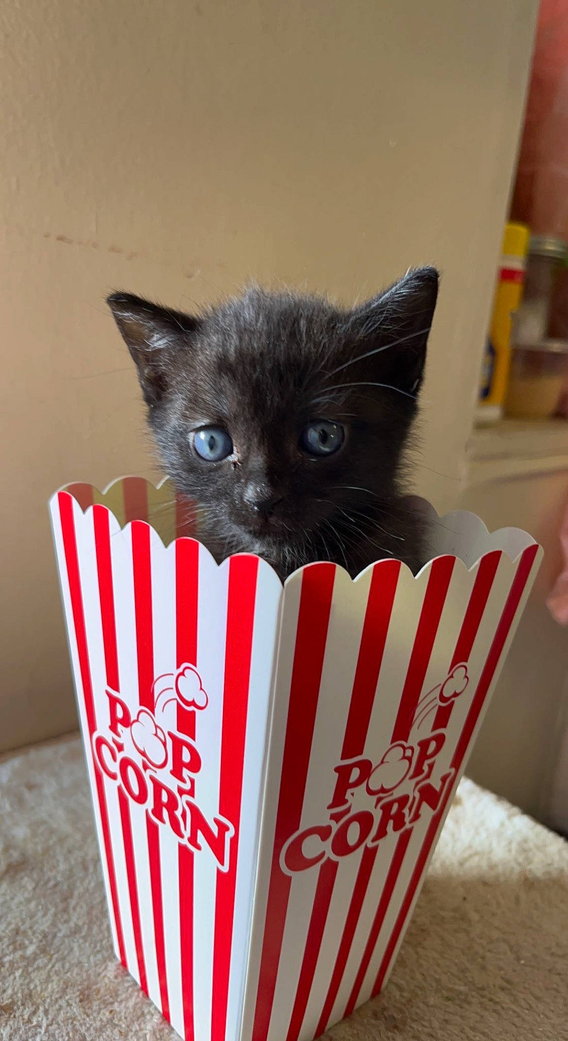 Kratos is registered to the contest to win money with this photo: basket, black_cat, box, cardboard, carnivore, cat, cat_supply, domestic_short_haired_cat, electric_blue, felidae, font, food, fur, packaging_and_labeling, small_to_medium_sized_cats, snout, sweetness, tail, whiskers