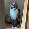 alert, animal, blue_eyes, brown_fur, cat, cute, doorway, fluffy, front_view, home, indoor, long_hair, pet, portrait, staircase, standing, symmetrical, white_fur, wood, wooden_beams