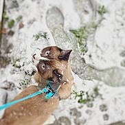 Elyo participe au concours pour gagner de l'argent avec cette photo : adventure, animal, blue_leash, brown_fur, cat, close_up, greenery, harness, leash, looking_up, nature, outdoor, pet, playful, portrait, snow, snowy_ground, white_fur, wide_eyes, winter