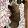 Elyo participe au concours pour gagner de l'argent avec cette photo : animal_face, bed, bedroom, bedspread, cat, cozy, ears, feline, floral_pattern, gray_fur, indoor, lying_down, pet, pink, raised_paw, relaxed, sleeping, whiskers, white_fur, wooden_furniture