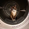 Elyo a rejoint le concours — aidez-le/la à gagner de superbes lots ! animal, blue_eyes, brown_and_white, cat, drum, dryer, feline, funny, home, indoor, inside, laundry_appliance, paws, pet, photography, portrait, sitting, staring, washing_machine, whiskers