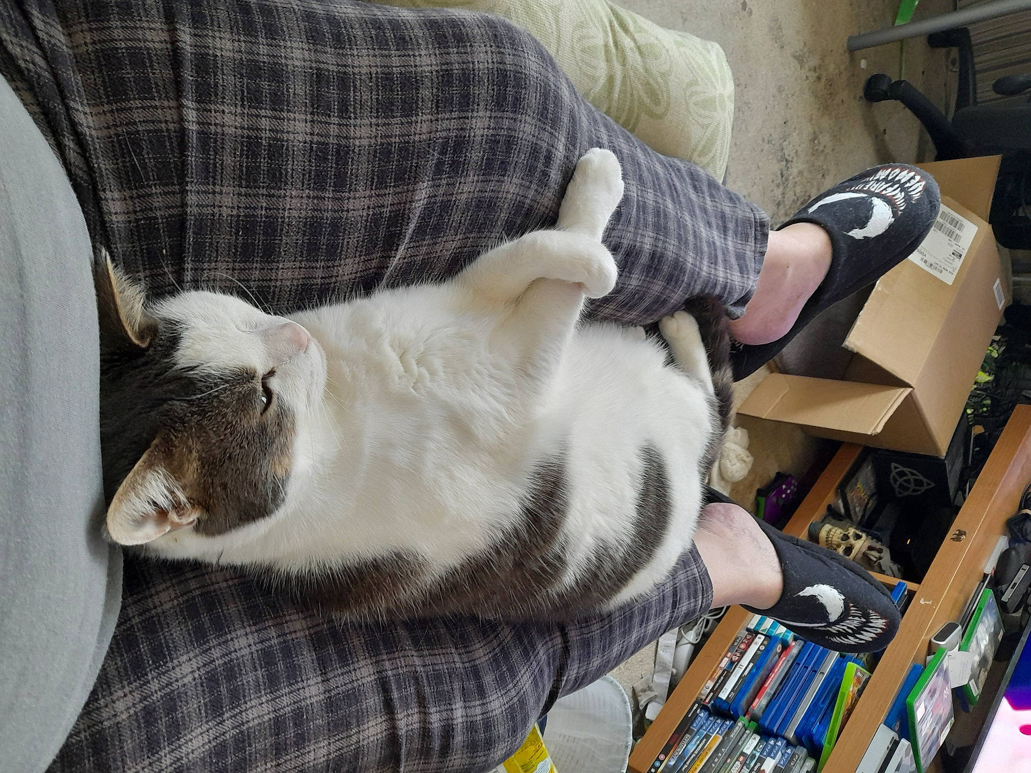 Bonnie is registered to the contest to win money with this photo: canidae, carnivore, cat, comfort, companion_dog, couch, dog_breed, domestic_short_haired_cat, felidae, fur, lap, plaid, publication, small_to_medium_sized_cats, sporting_group, tail, tartan, textile, whiskers, wood