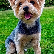 Tokyo a rejoint le concours — aidez-le/la à gagner de superbes lots ! dog, small_dog, yorkshire_terrier, pet, animal, grass, outdoor, happy, tongue_out, fur, ears, sitting, greenery, nature, cute, canine, portrait, garden, playful, friendly