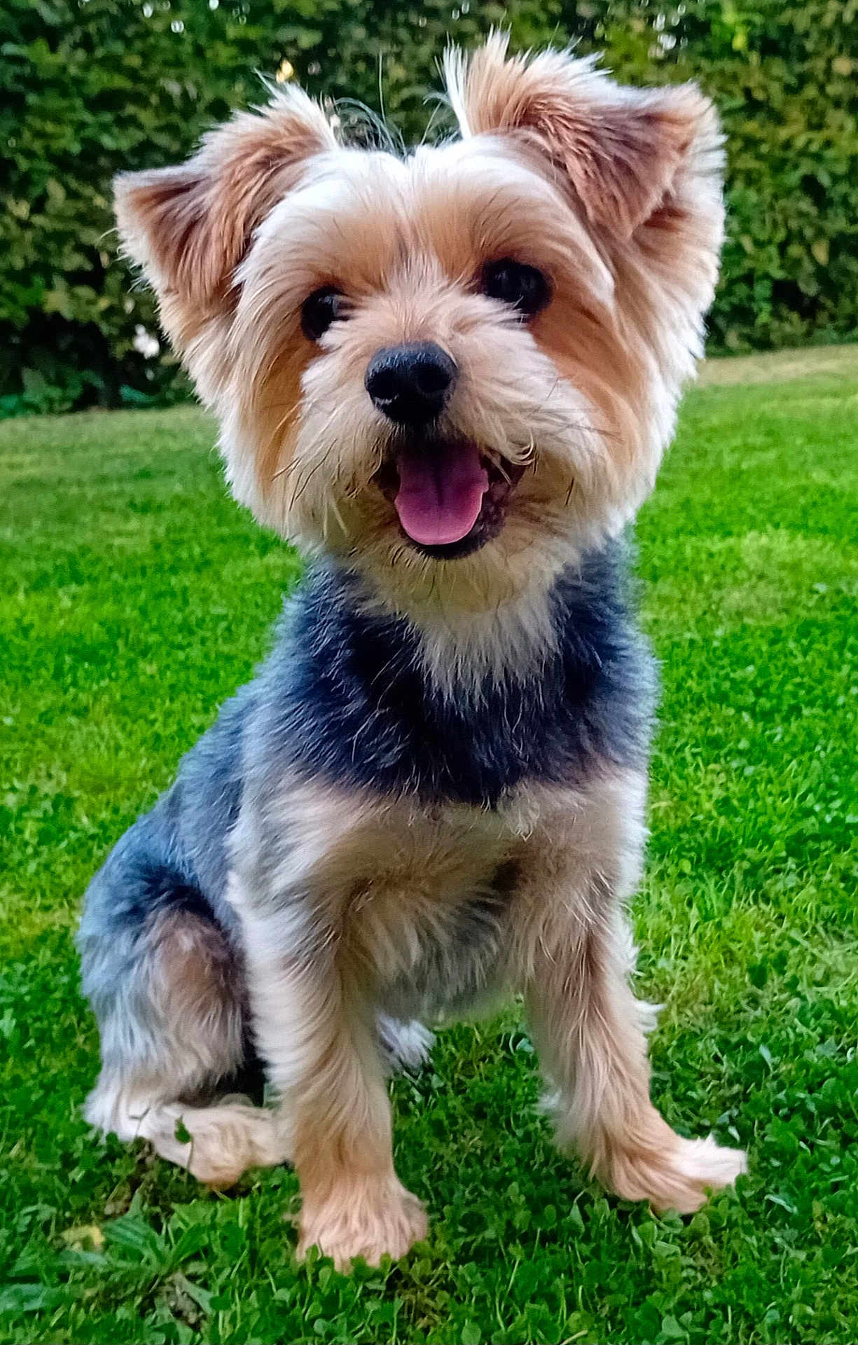 Tokyo a rejoint le concours — aidez-le/la à gagner de superbes lots ! dog, small_dog, yorkshire_terrier, pet, animal, grass, outdoor, happy, tongue_out, fur, ears, sitting, greenery, nature, cute, canine, portrait, garden, playful, friendly