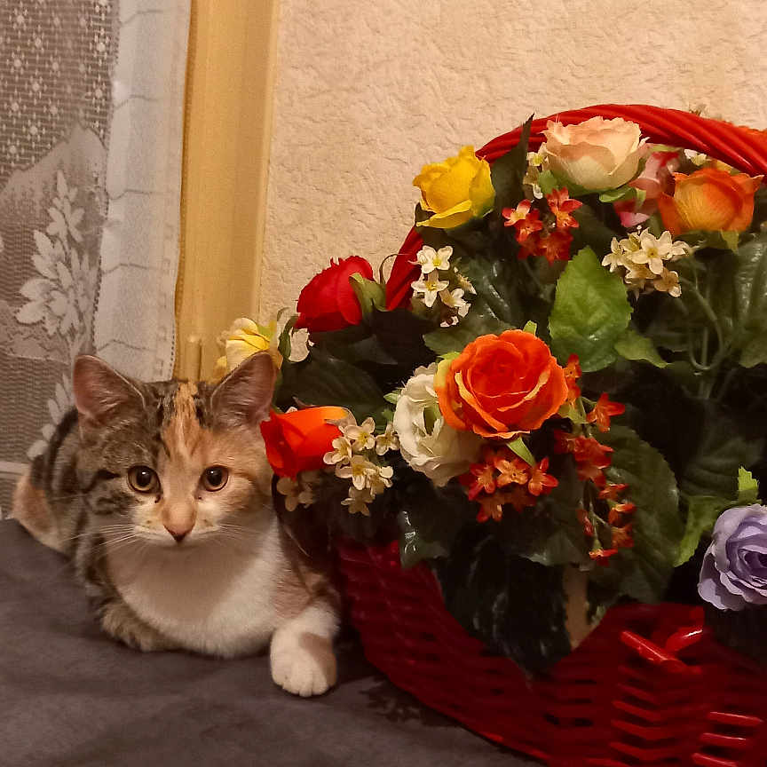 Cookie a rejoint le concours — aidez-le/la à gagner de superbes lots ! abyssinian, animal, art, basket, cat, floraldesign, flower, flowerarrangement, flowerbouquet, geranium, graphics, ikebana, kitten, manx, pattern, pet, petal, plant, pottedplant, rose