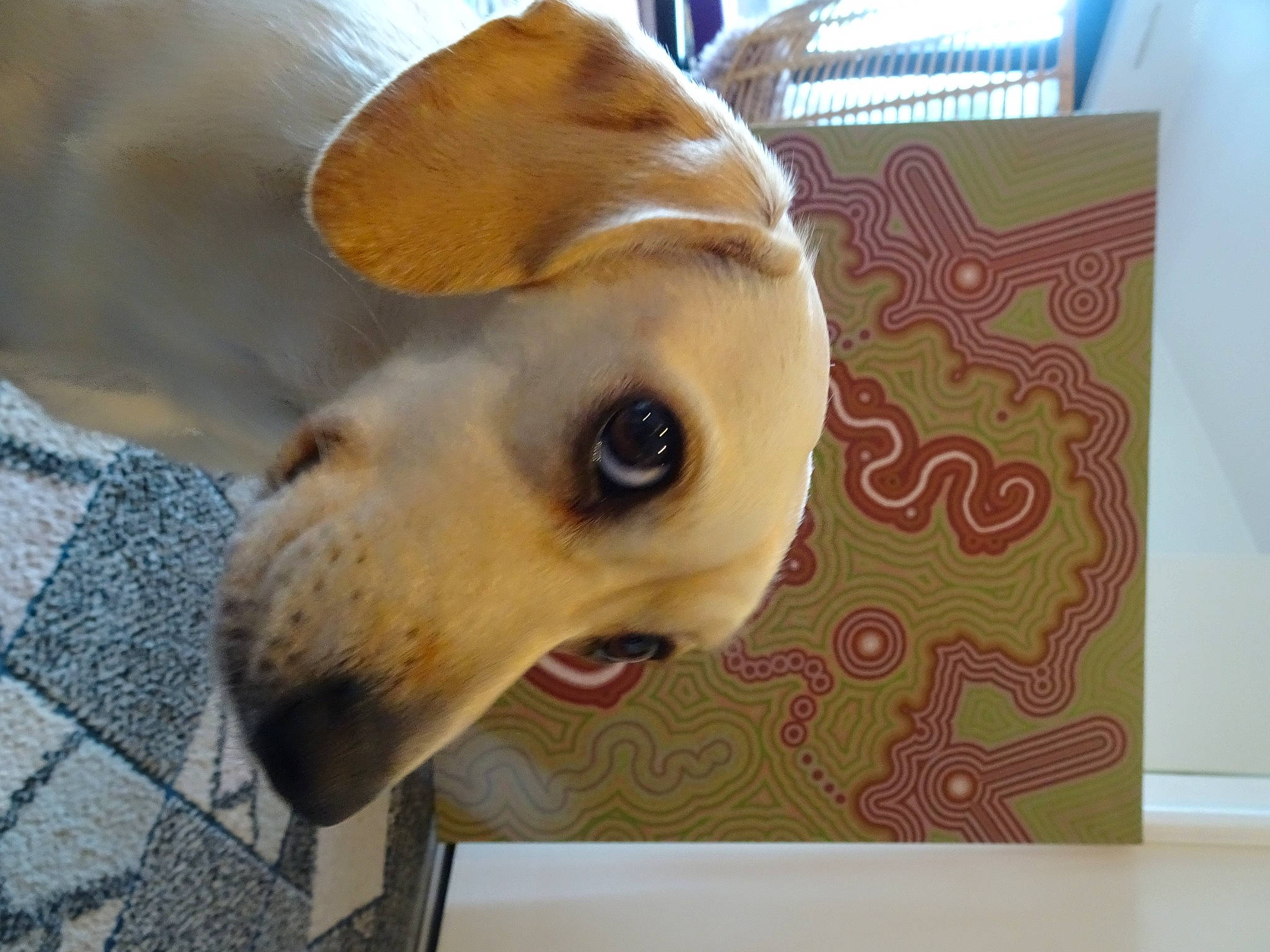 Oya a rejoint le concours — aidez-le/la à gagner de superbes lots ! canidae, carnivore, companion_dog, dog, dog_breed, fawn, snout, terrestrial_animal, vertebrate, whiskers, working_animal, working_dog