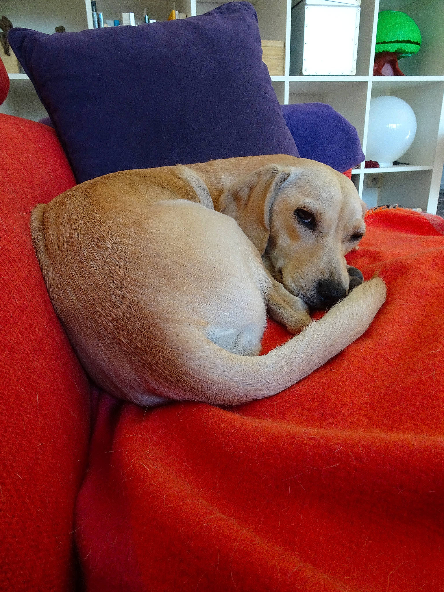 Oya a rejoint le concours — aidez-le/la à gagner de superbes lots ! bedding, canidae, carnivore, comfort, companion_dog, cushion, dog, dog_bed, dog_breed, fawn, furniture, labrador_retriever, linens, nap, pillow, puppy, retriever, room, snout, sporting_group