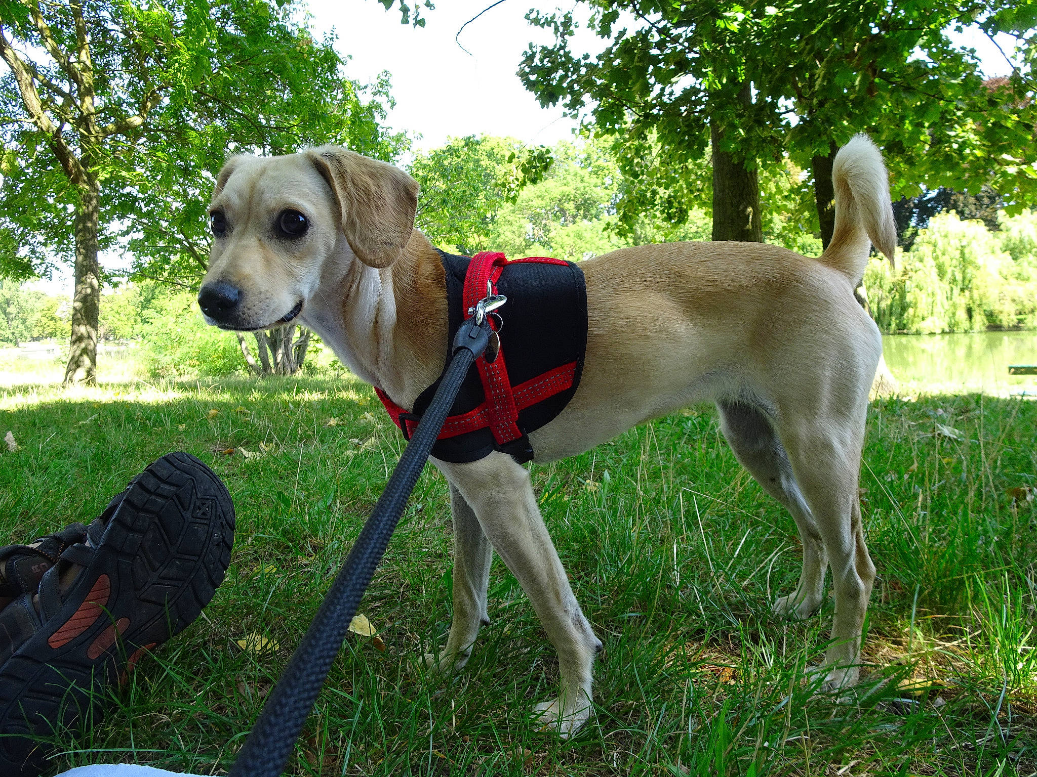 Oya participe au concours pour gagner de l'argent avec cette photo : adventure, canidae, carnivore, companion_dog, dog, dog_breed, fawn, hunting_dog, leash, mammal, rare_breed_dog, snout, sporting_group, tail, vertebrate