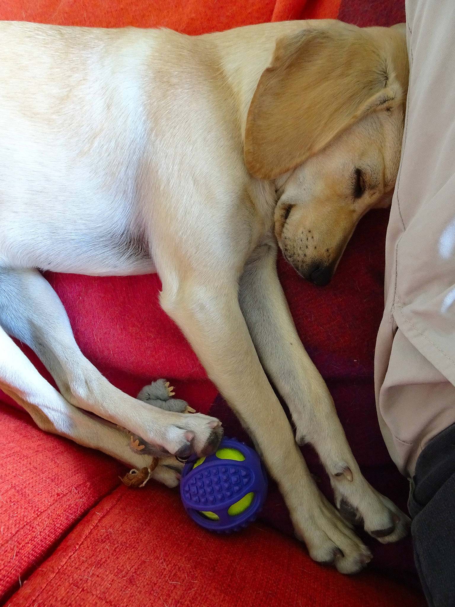 Oya a rejoint le concours — aidez-le/la à gagner de superbes lots ! canidae, carnivore, companion_dog, dog, dog_breed, fawn, greyhound, labrador_retriever, leg, lurcher, paw, retriever, sporting_group