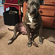 Graciemae is registered to the contest to win money with this photo: dog, brindle, sitting, carpet, indoor, furniture, wooden_drawer, cabinet, pet, canine, ears, face, paws, floor, room, domestic, animal, household, resting, looking