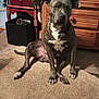dog, brindle, sitting, carpet, indoor, furniture, wooden_drawer, cabinet, pet, canine, ears, face, paws, floor, room, domestic, animal, household, resting, looking