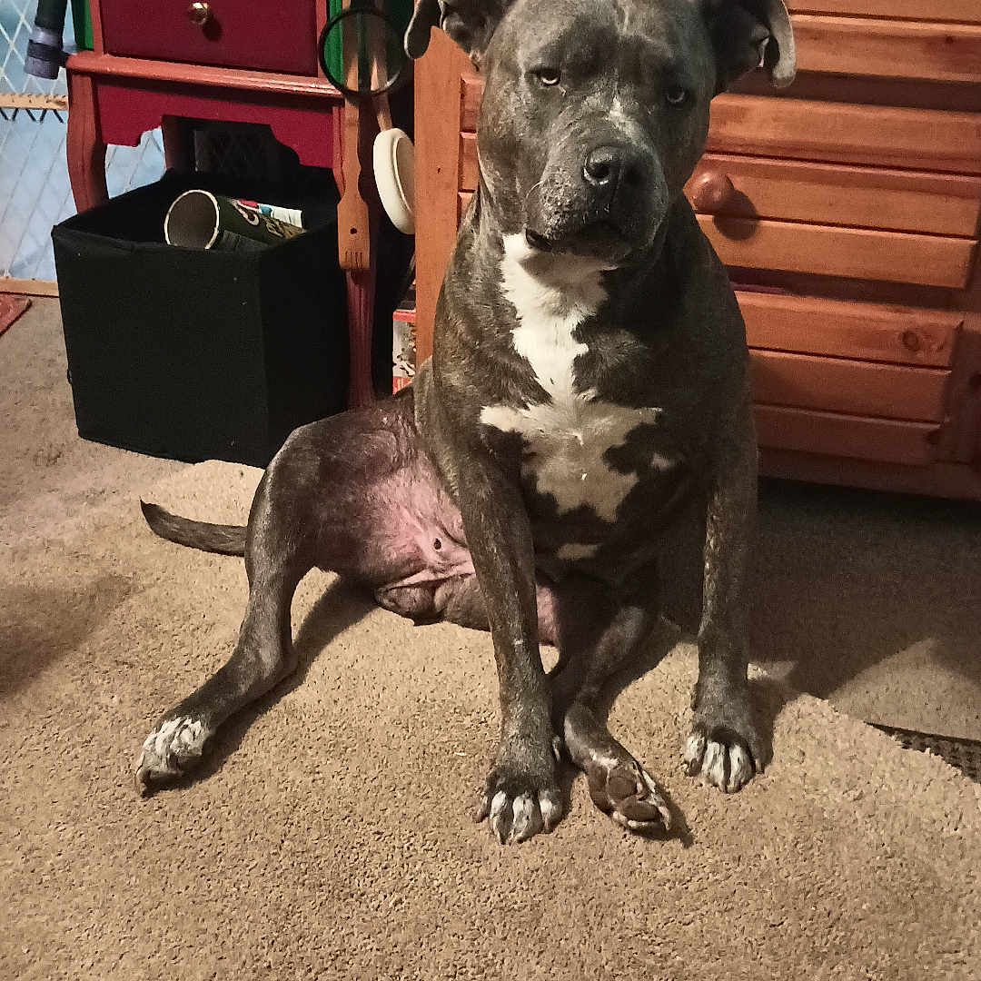 Graciemae is registered to the contest to win money with this photo: animal, brindle, cabinet, canine, carpet, dog, domestic, ears, face, floor, furniture, household, indoor, looking, paws, pet, resting, room, sitting, wooden_drawer