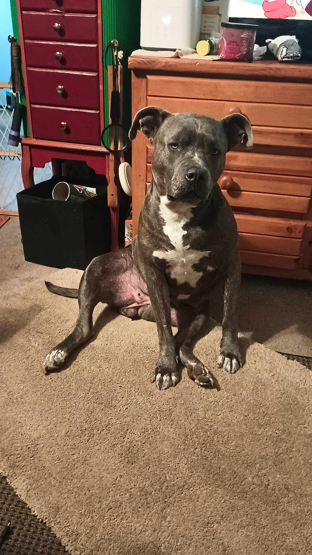 Graciemae is registered to the contest to win money with this photo: dog, brindle, sitting, carpet, indoor, furniture, wooden_drawer, cabinet, pet, canine, ears, face, paws, floor, room, domestic, animal, household, resting, looking