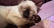 Rubiks joined the competition — help win amazing prizes! animal, blanket, cat, closeup, comfort, cozy, cute, fur, indoor, kitten, nap, paw, pet, purple, relaxed, resting, siamese_cat, sleeping, soft, whiskers