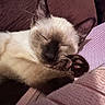 cat, siamese_cat, kitten, sleeping, paw, closeup, cozy, indoor, resting, fur, whiskers, cute, pet, animal, relaxed, soft, blanket, purple, comfort, nap